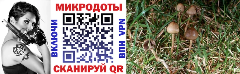 Псилоцибиновые грибы Psilocybine cubensis  Лянтор 